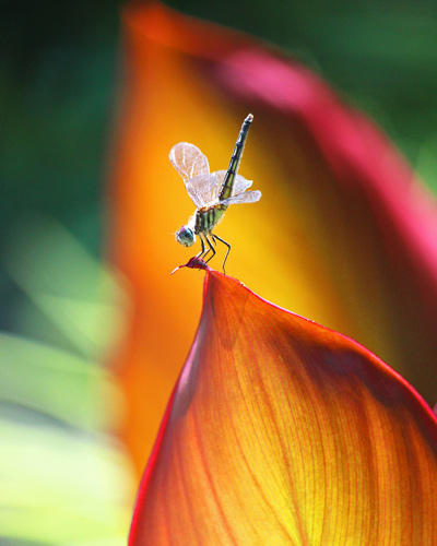 Close up of a small dragonfly perched on the top of a flower petal.
