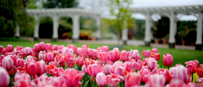 Pink tulips blooming in the lawn garden.