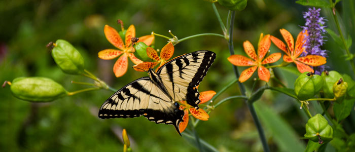 A close up of a butterfly sitting on a tiger lily.