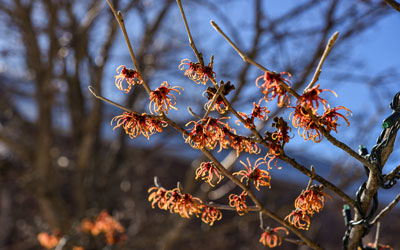 The red-orange flowers of witch hazel blooming in autumn.