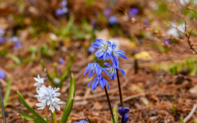 The blue flowers of siberian squill bloom in a garden bed.