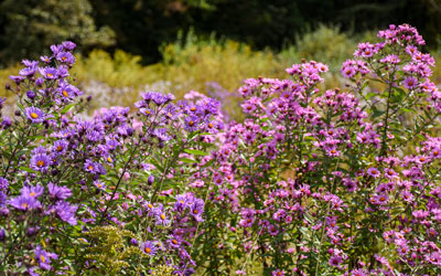 Purple and pink asters bloom along one of the Garden's meadows.