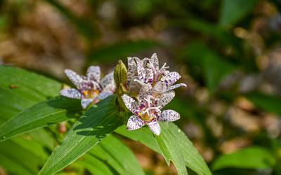 Three toad lily flowers, white with purple specks, cluster together.