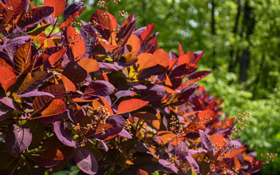 The leaves of a smokebush are red and purple colored.