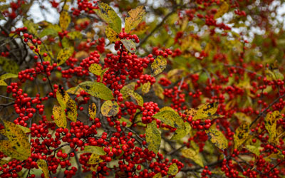 Clusters of small red berries sit on branches of a winterberry shrub.
