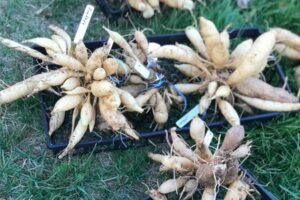 DahliaTubers Dahlia tubers in a bucket.