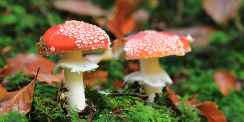 Two red mushrooms growing in moss
