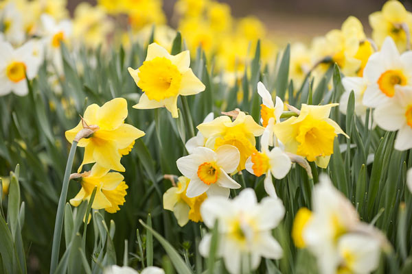 Close up of daffodils blooming in the daffodil field.