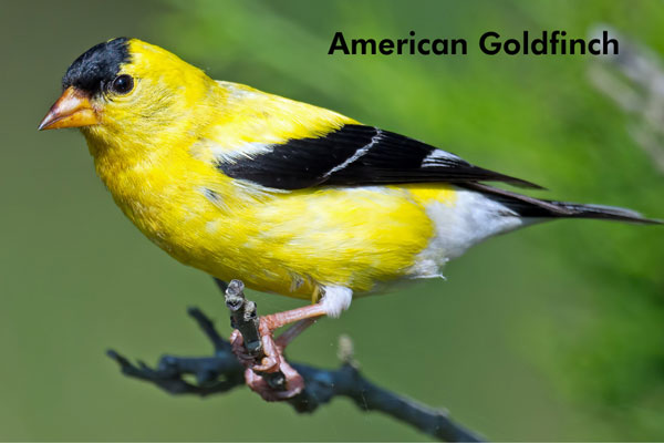 Close up of a American goldfinch