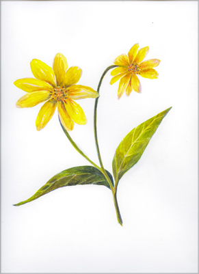 Botanical illustration of a Helianthus flower from the New England Wildflowers NESBA exhibit.