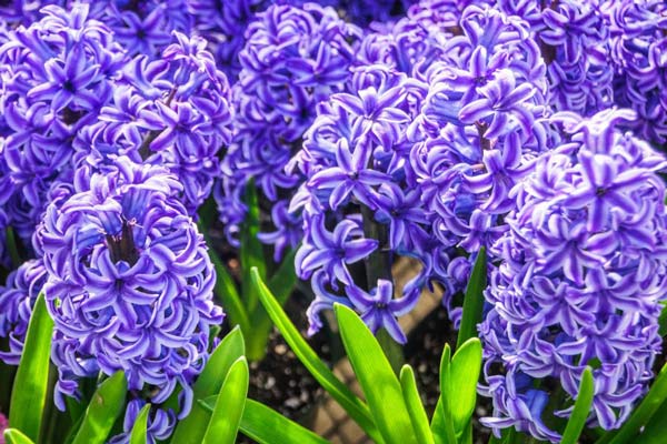 A close up of purple hyacinth.