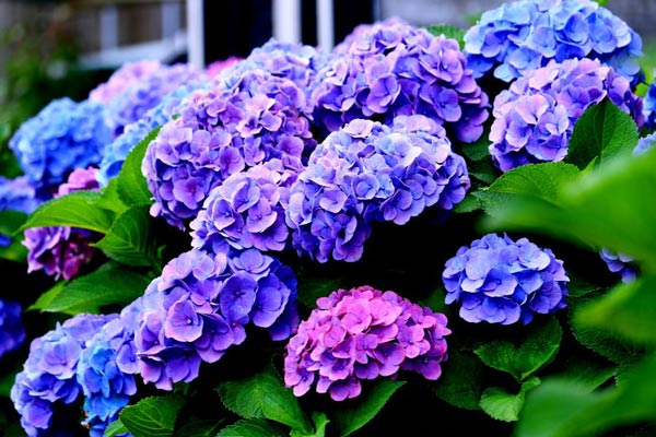 Close up of purple hydrangeas.