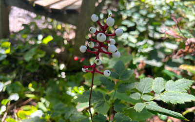 A pink stem and white fruit. The doll's eye plant have tiny black specks to make them look like eyes.