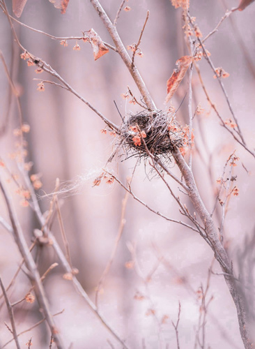 A birds nest perched on a witch hazel plant.