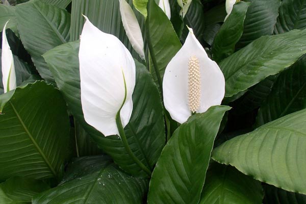 A white lily blooms.