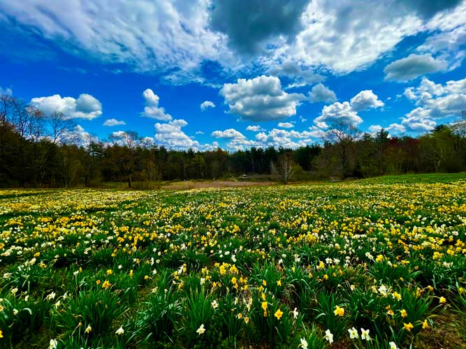The daffodil field photographed on a bright sunny day.