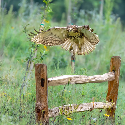An owl in mid flight photographed from the meadow.