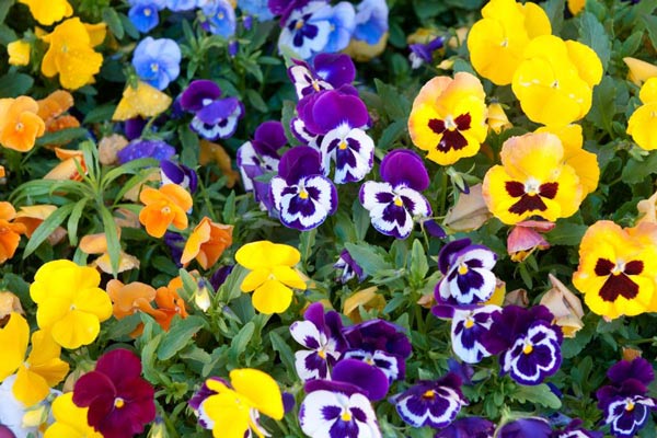 Colorful pansies blooming.