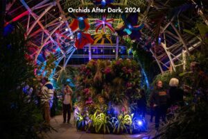 Visitors enjoying the Orangerie lit up and filled with Orchids during Orchids after Dark