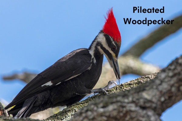 Close up of a pileated woodpecker