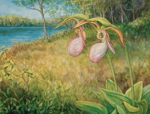 Illustration of Pink Lady Slippers flowers from the New England Wildflowers NESBA exhibit.