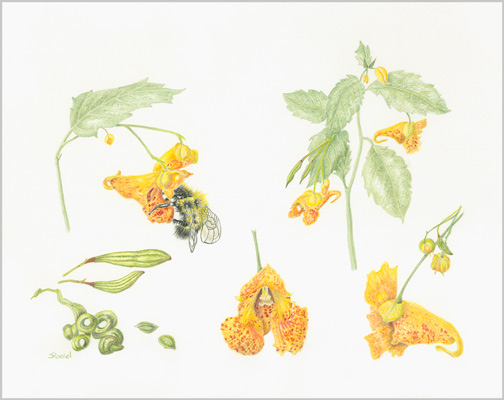 Illustration of Jewelweed flower from the New England Wildflowers NESBA exhibit.