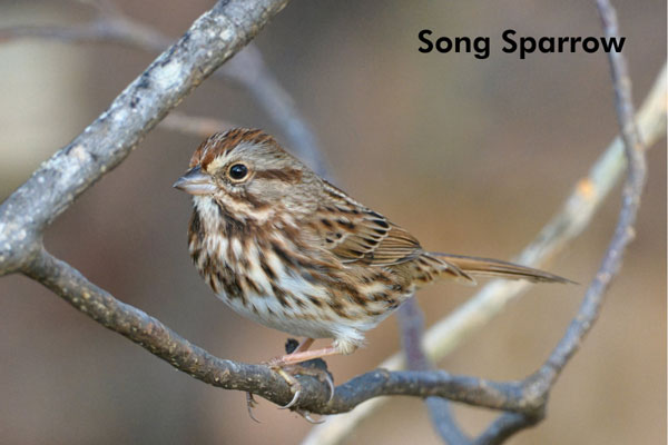 A close up of a song sparrow
