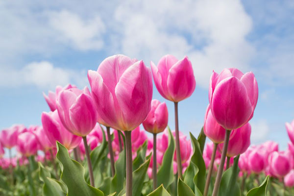 A close up of pink tulips.