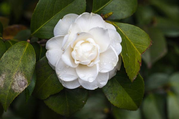 A close up of a white camelia.