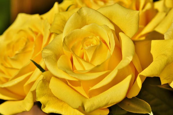 A close up of a yellow rose.