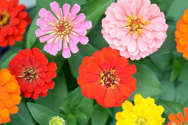 Close up of colorful Zinnias.