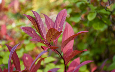Red leaves of the Virginia sweetspire offer great fall foliage.
