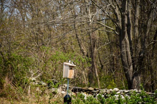 Two tree swallow birds sitting on top of the bluebird boxes, this projects helps out efforts in prioritizing conservation initiatives.