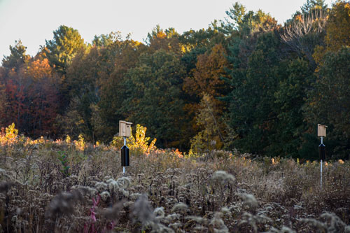 Two birdhouses stand in one of the Garden's meadows. Behind them, the trees are showcasing the start of fall foliage colors.