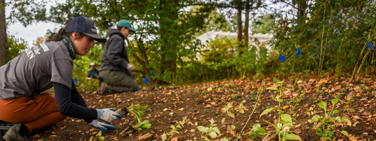 Horticulture staff working on the beneficial border.