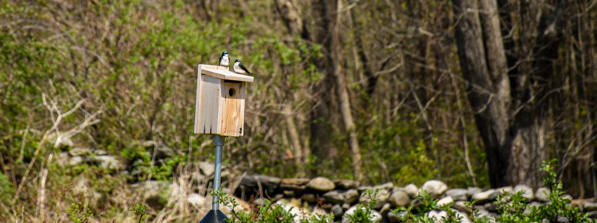 Two tree swallow birds sitting on top of the bluebird boxes, this projects helps out efforts in prioritizing the environment and sustainability.