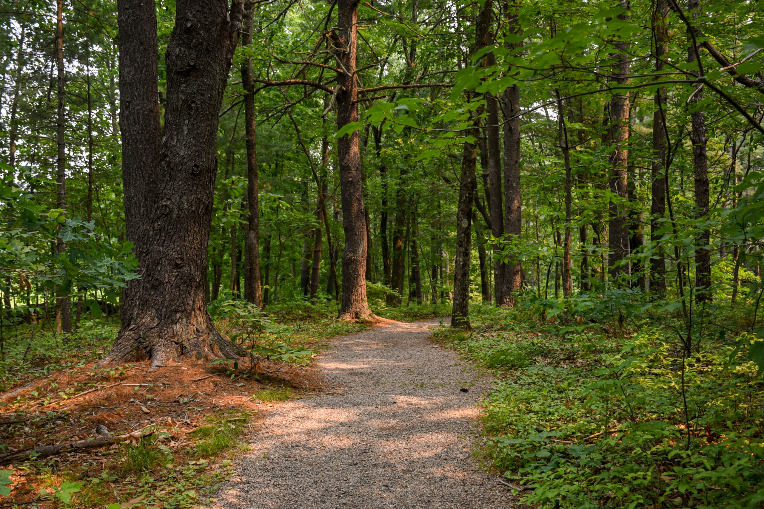 A trail covered in gravel within the Shade Garden.