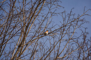 An eastern bluebird perches in a maple tree.