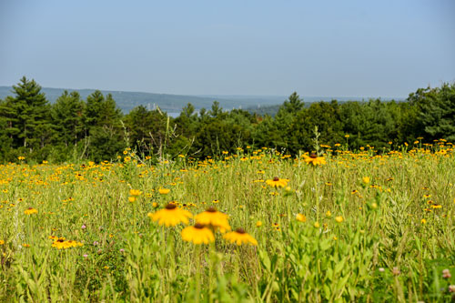 Rudbeckia flowers bloom throughout a meadow at the Garden. The view looks out toward the Wachusett Reservoir.