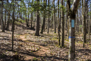 A light blue blaze on a tree marks the North Woods Trail.