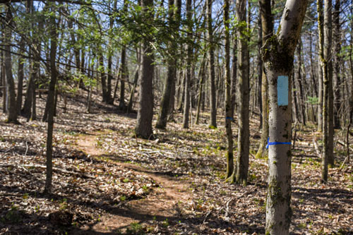 A light blue blaze on a tree marks the North Woods Trail.