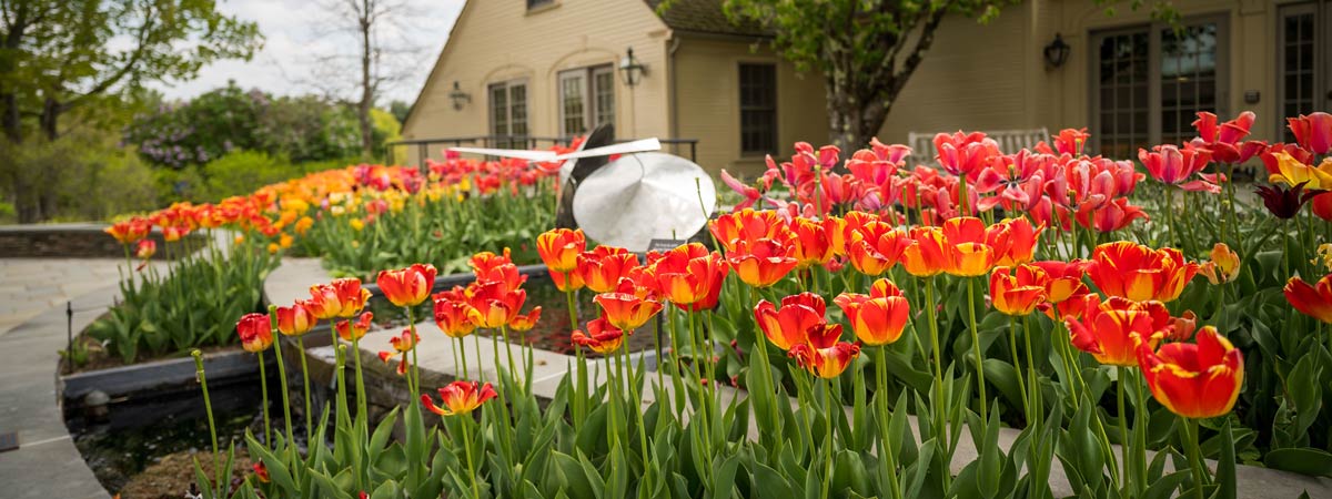 Tulips blooming in the garden bed in front of the Farmhouse