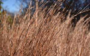 Little bluestem grass turns a tan/brown color in the fall and winter.