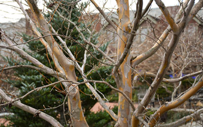 The colorful bark of a Japanese stewartia stands out against the cool background of winter.