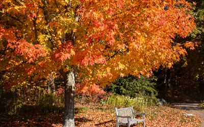 The bright orange leaves of a sugar maple at the peak of fall foliage season.