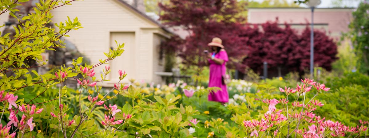 A visitor walks through the cottage garden surrounded by spring blooms.