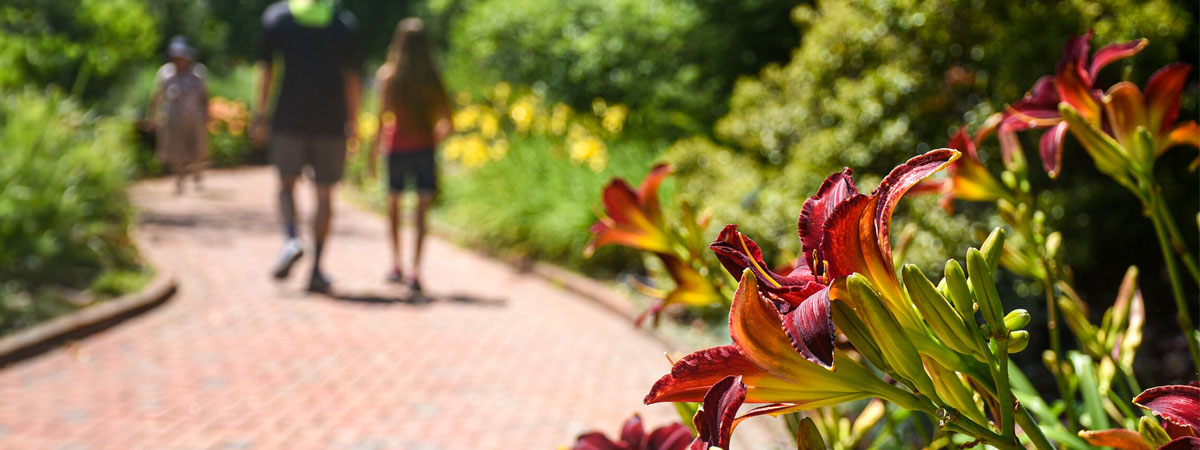 Visitors walking along the lawn garden with daylilies blooming along the path.