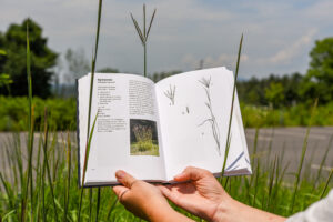 A field guide is used to identify a plant