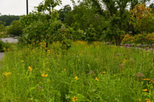The parking lot meadows in bloom