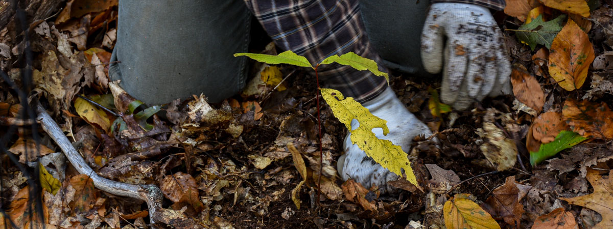 Planting of a chestnut seedling